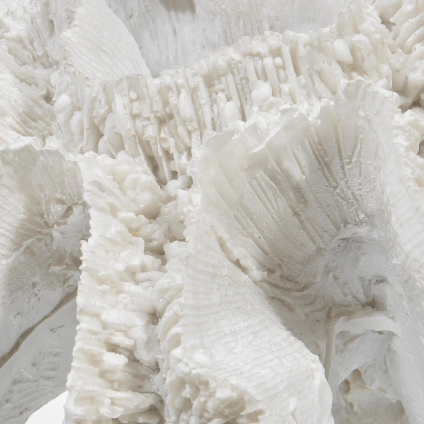 Decorative Coral