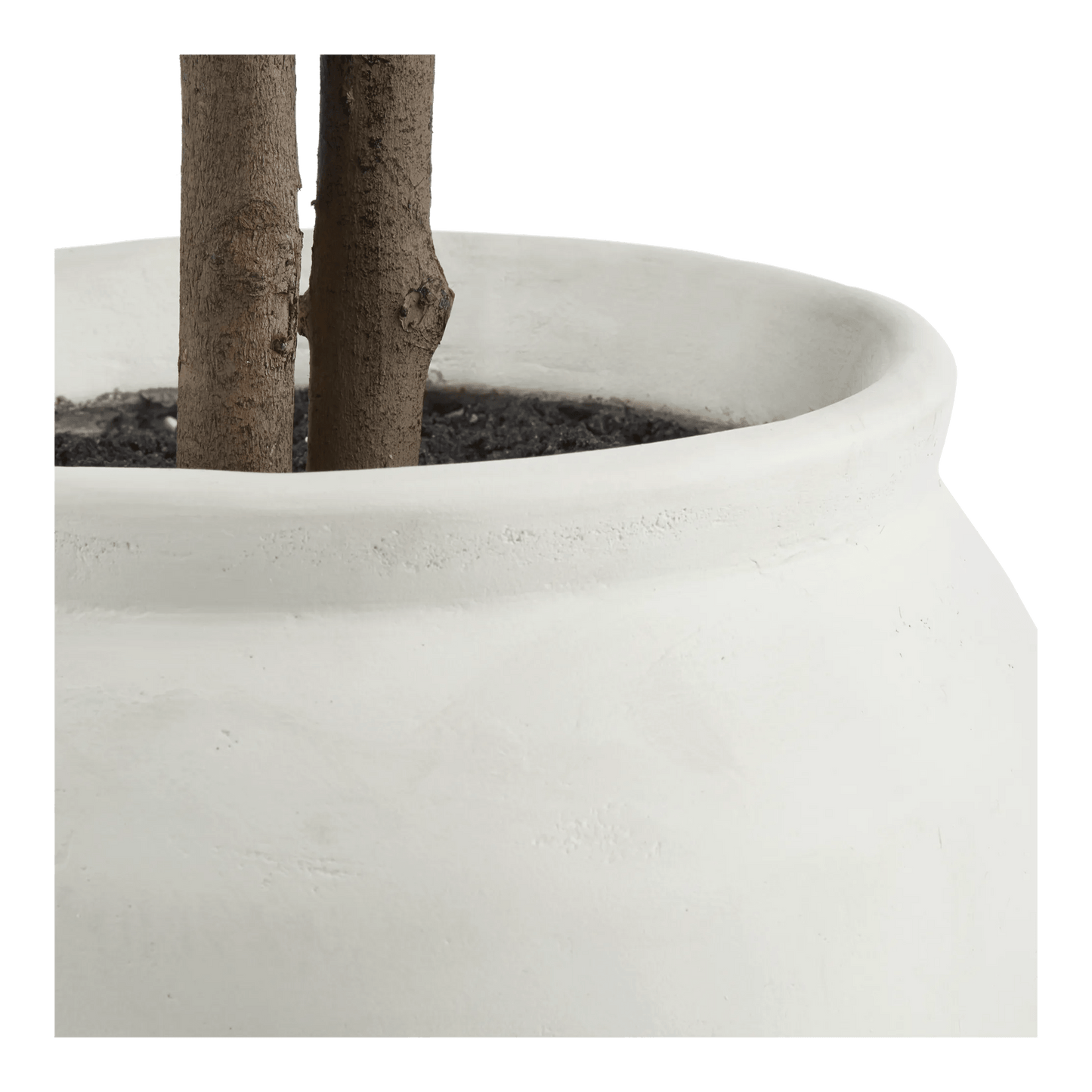 Large Ficus in Cement Pot