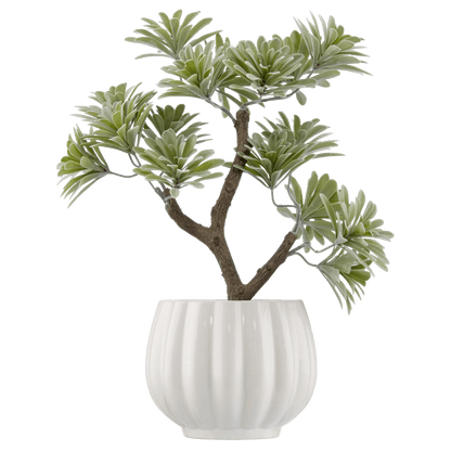 Lotus in Ceramic Pot