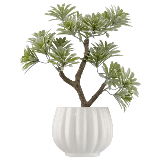 Lotus in Ceramic Pot
