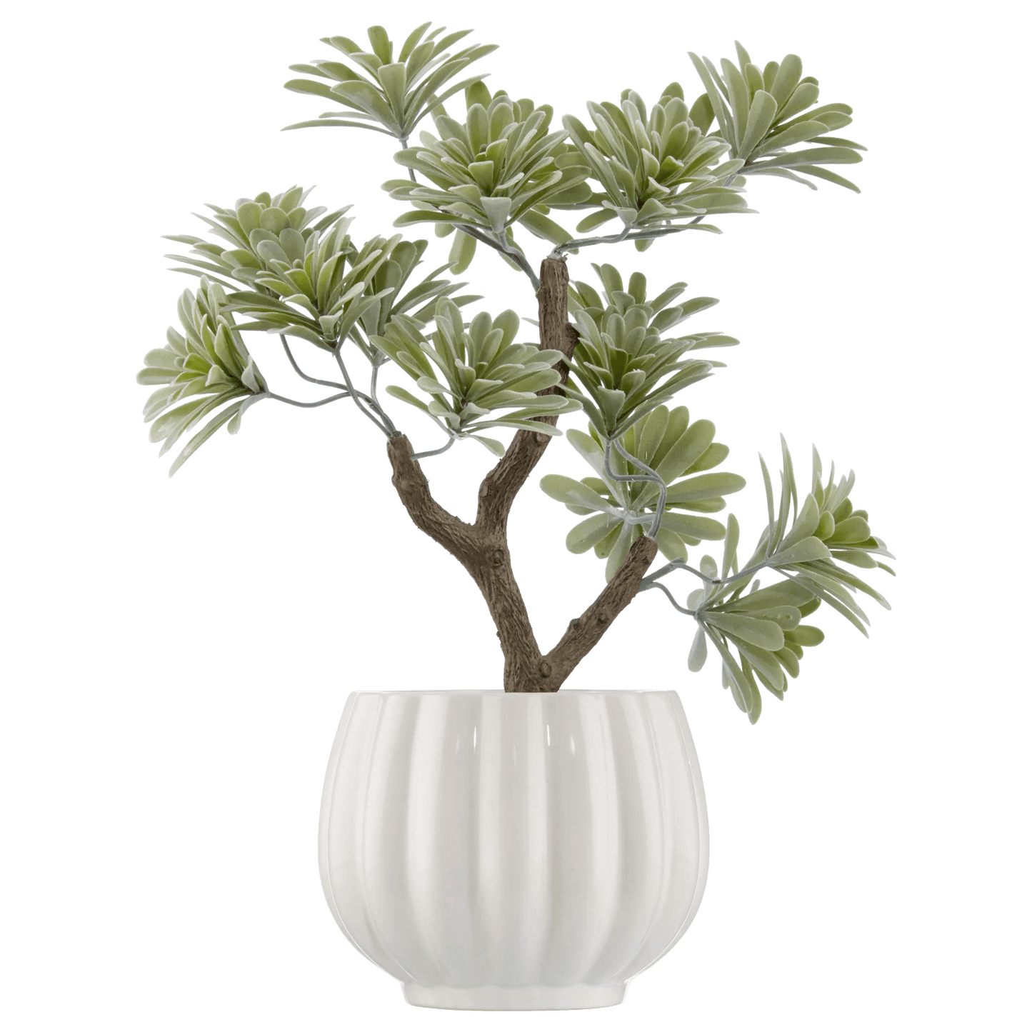 Lotus in Ceramic Pot