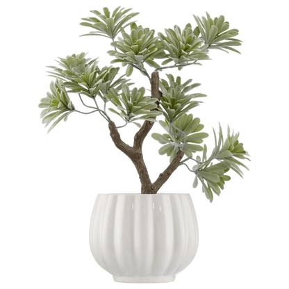 Lotus in Ceramic Pot