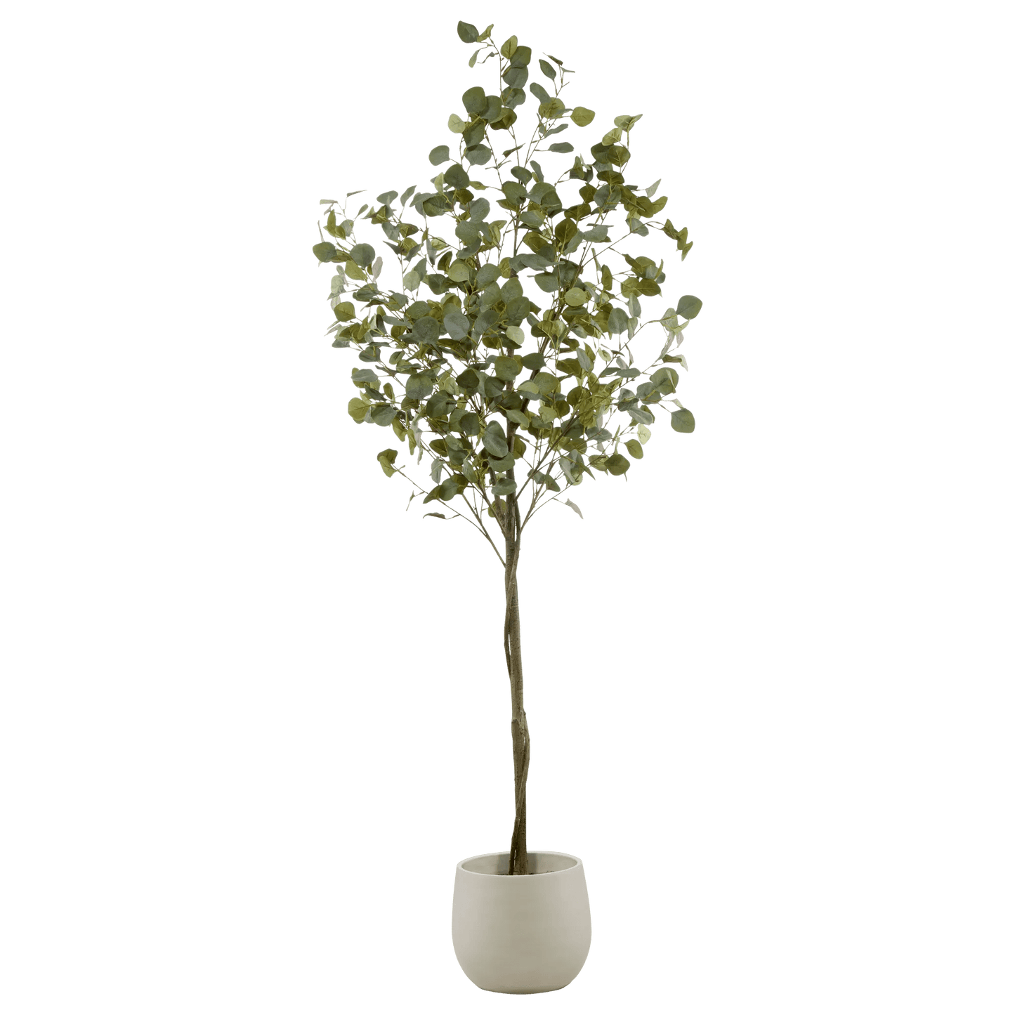 Eucalyptus Tree