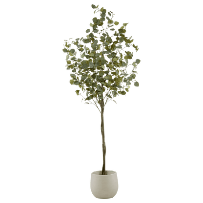Eucalyptus Tree
