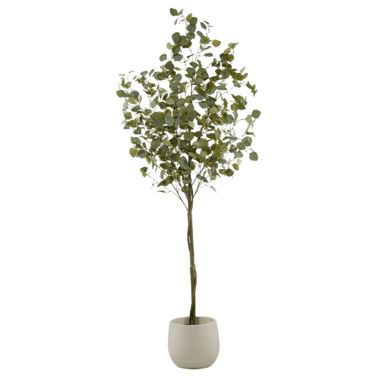 Eucalyptus Tree