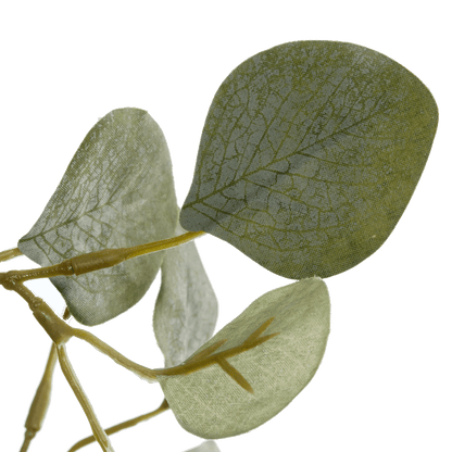 Eucalyptus Tree
