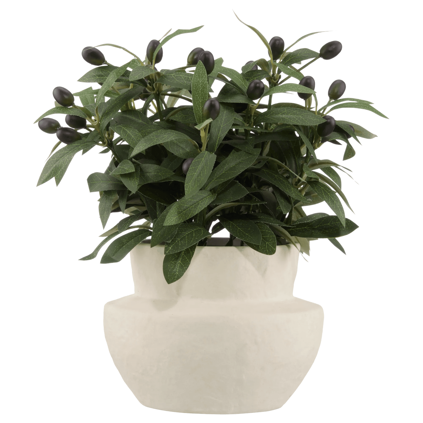 Olive Plant in Ceramic Pot