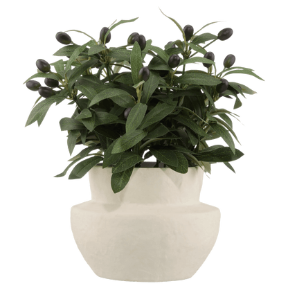 Olive Plant in Ceramic Pot