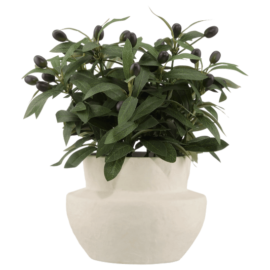 Olive Plant in Ceramic Pot