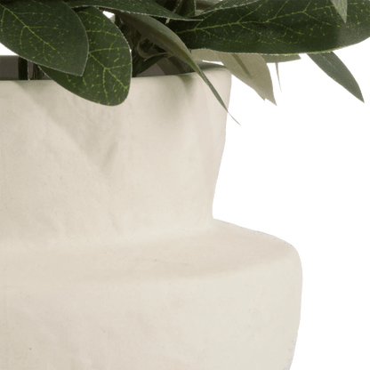 Olive Plant in Ceramic Pot