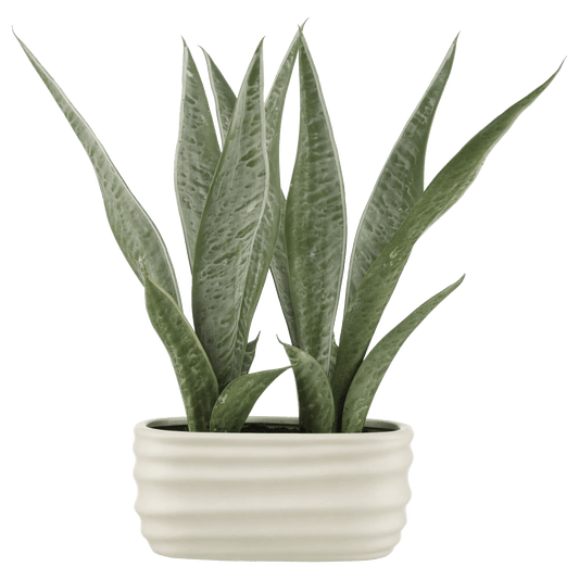 Artificial Plant in Ceramic Pot