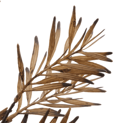 Brown Wild Leaves Stem