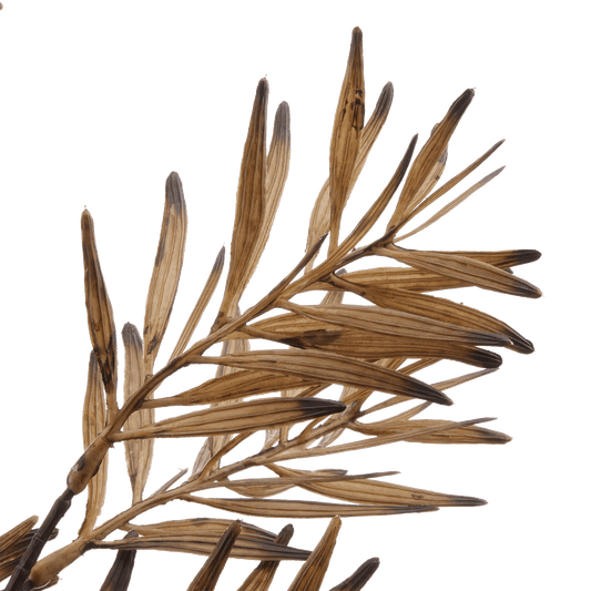 Brown Wild Leaves Stem