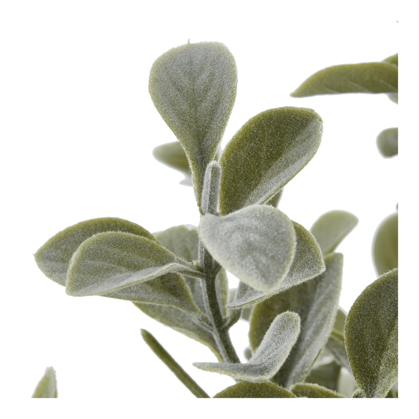 Eucalyptus Leaf Potted Plant