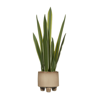 Artificial Yucca Leaf in Ceramic Pot