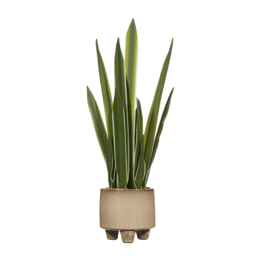 Artificial Yucca Leaf in Ceramic Pot