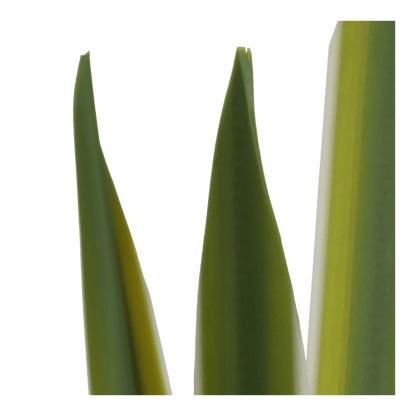 Artificial Yucca Leaf in Ceramic Pot