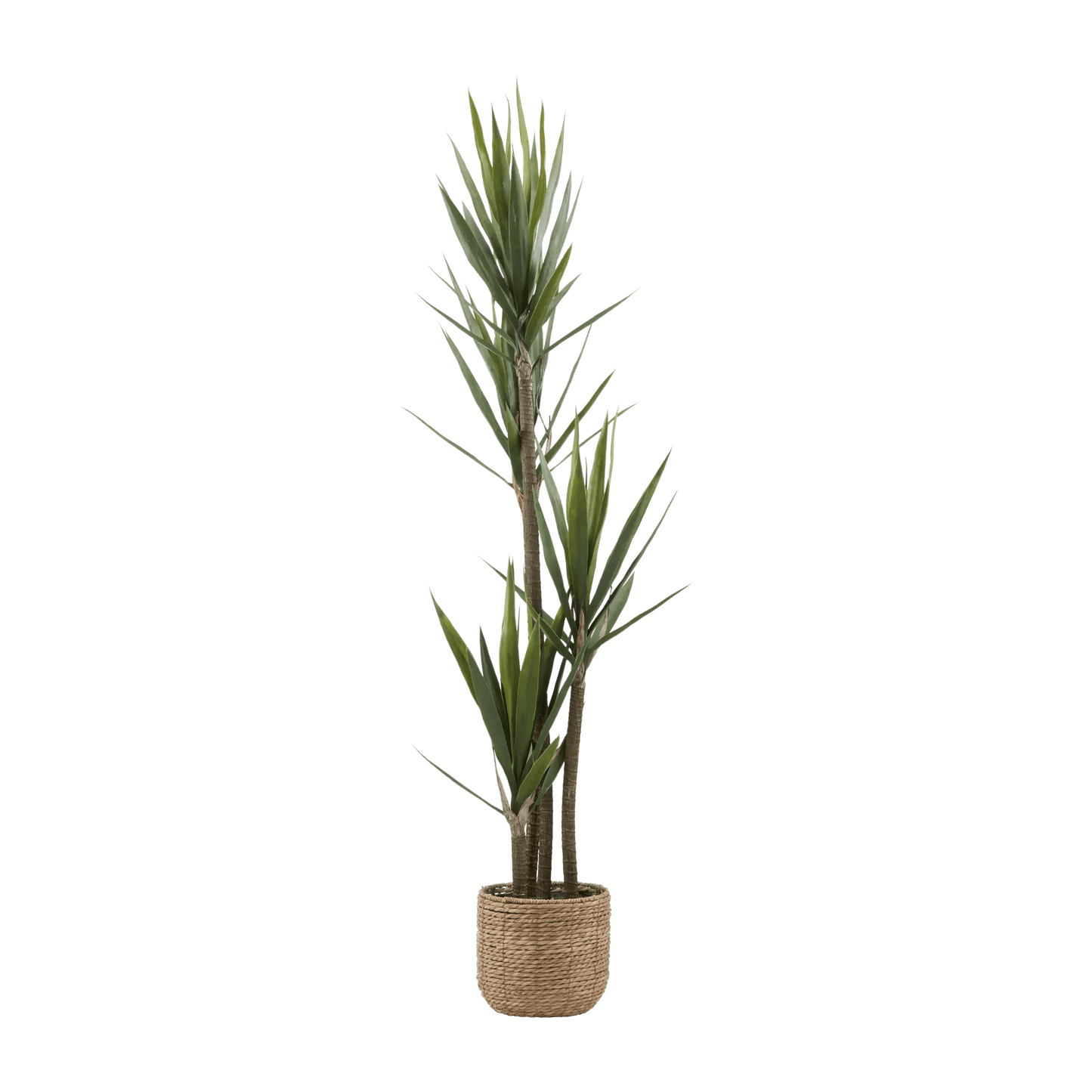 Yucca in Pot