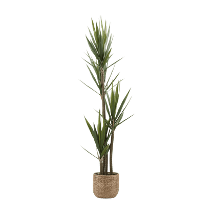 Yucca in Pot