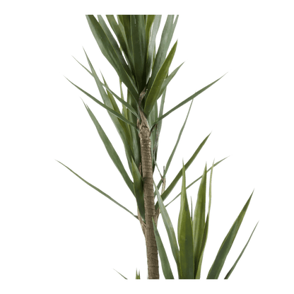 Yucca in Pot