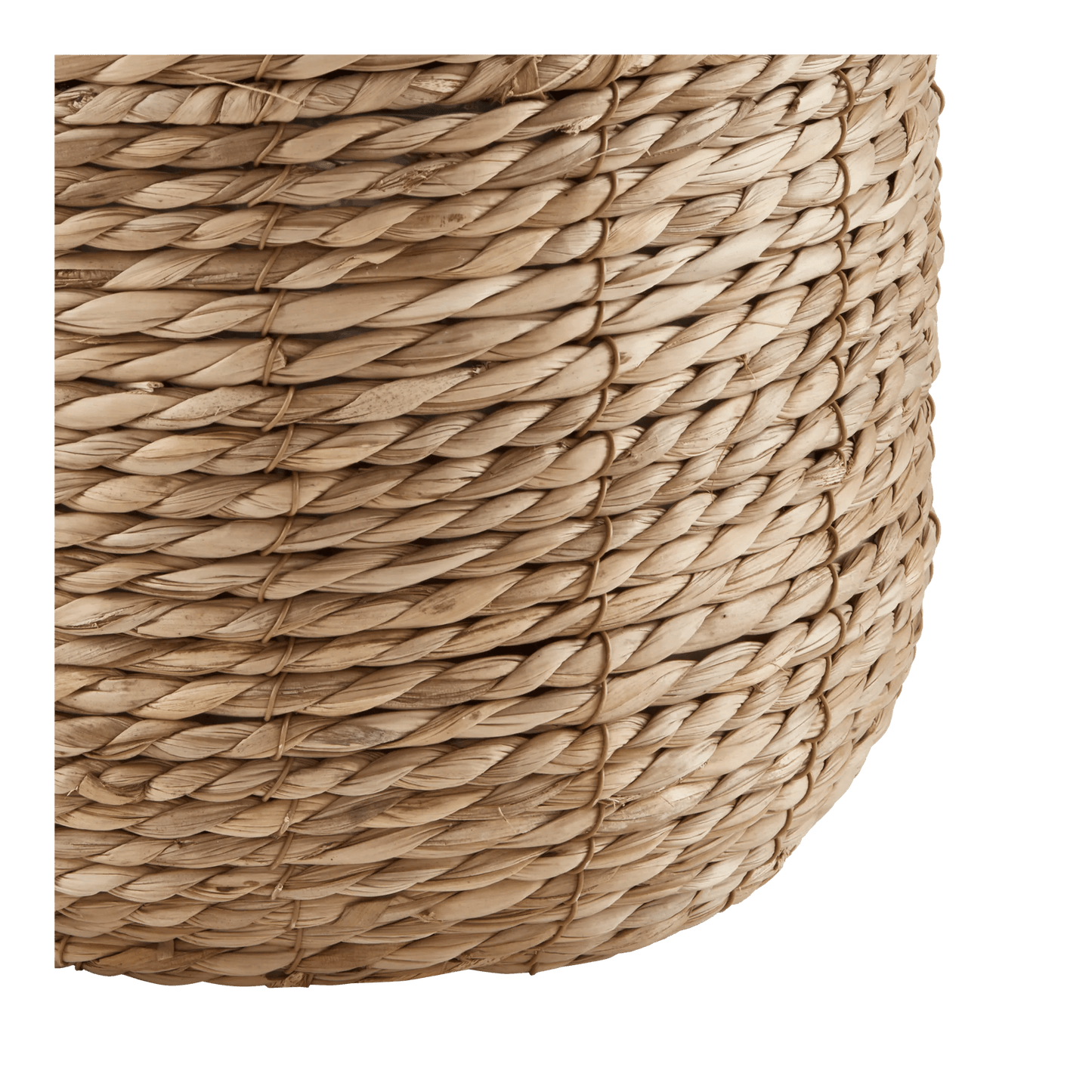 Yucca in Pot