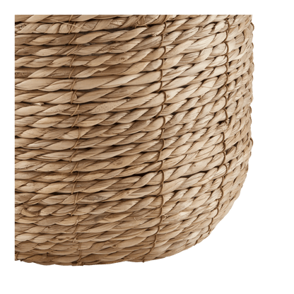 Yucca in Pot