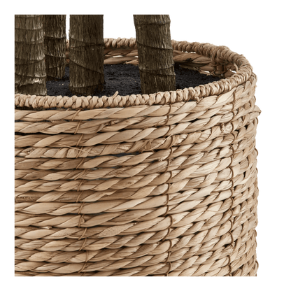 Yucca in Pot