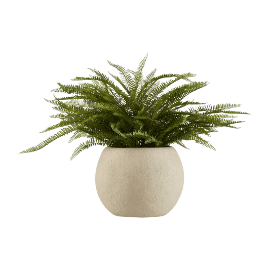 Fern in Textured Ceramic Pot