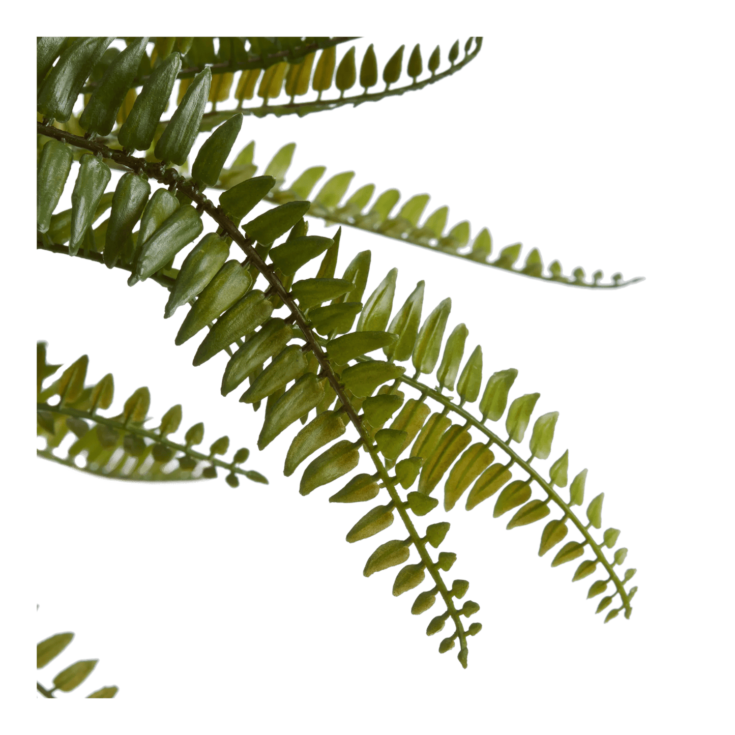 Fern in Textured Ceramic Pot