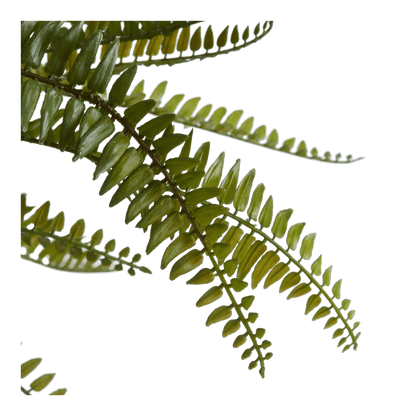 Fern in Textured Ceramic Pot