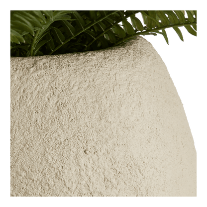 Fern in Textured Ceramic Pot