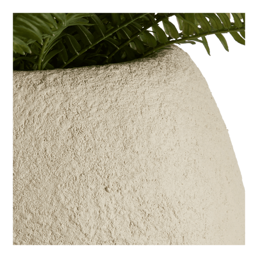 Fern in Textured Ceramic Pot