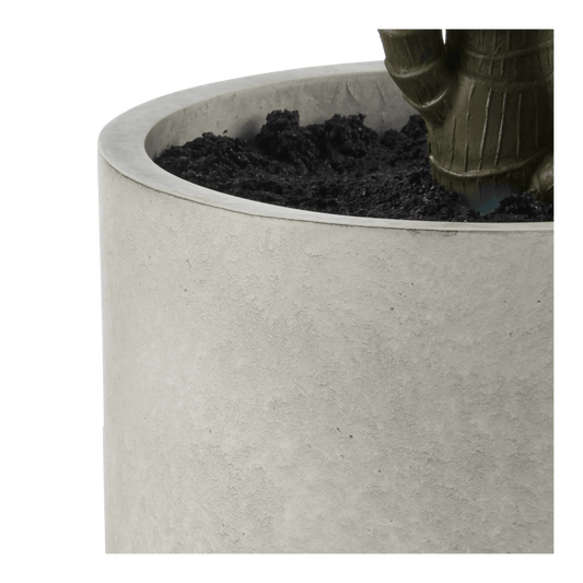 Marginata Plant in Resin Pot