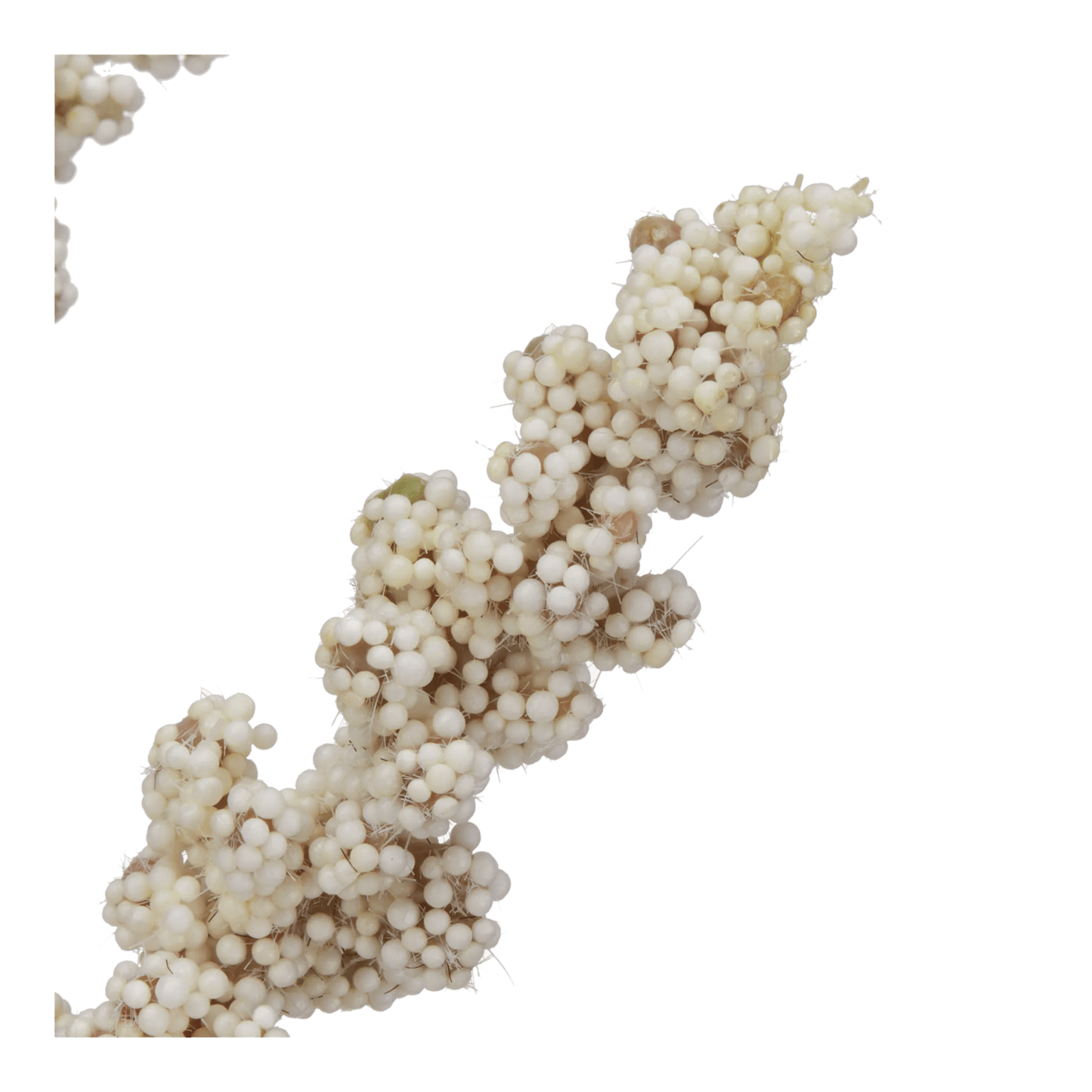 Amaranth Stems in Glass Vase