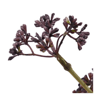 Artificial Purple Hemlock Flower