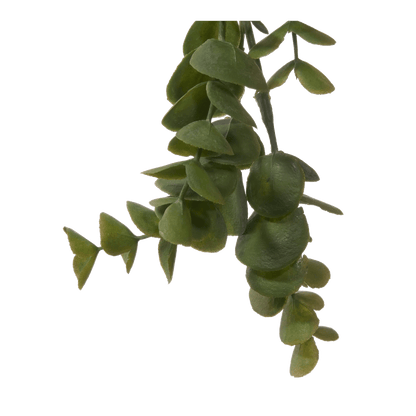 Long Eucalyptus in Ceramic Ribbed Pot