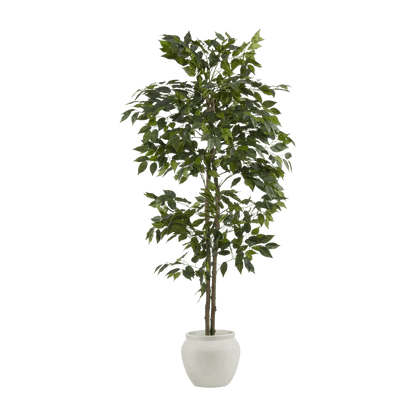 Large Ficus in Cement Pot