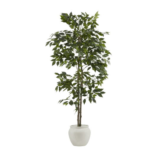 Large Ficus in Cement Pot