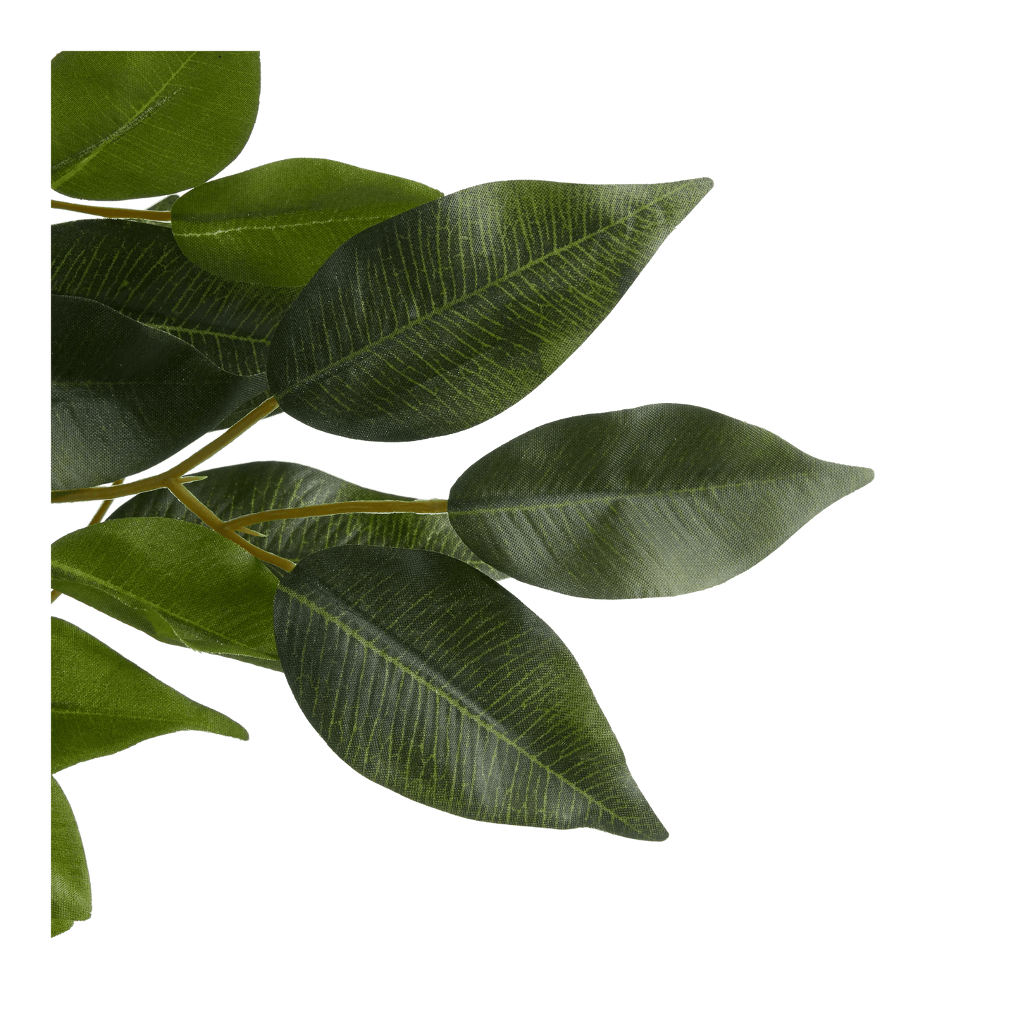 Large Ficus in Cement Pot