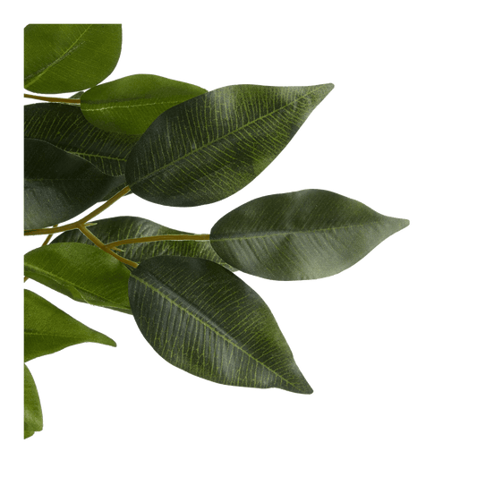 Large Ficus in Cement Pot