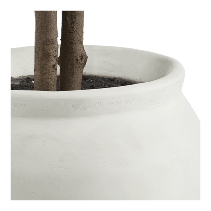 Large Ficus in Cement Pot