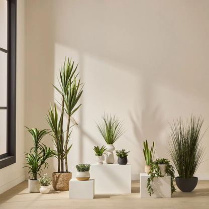 Yucca in Pot